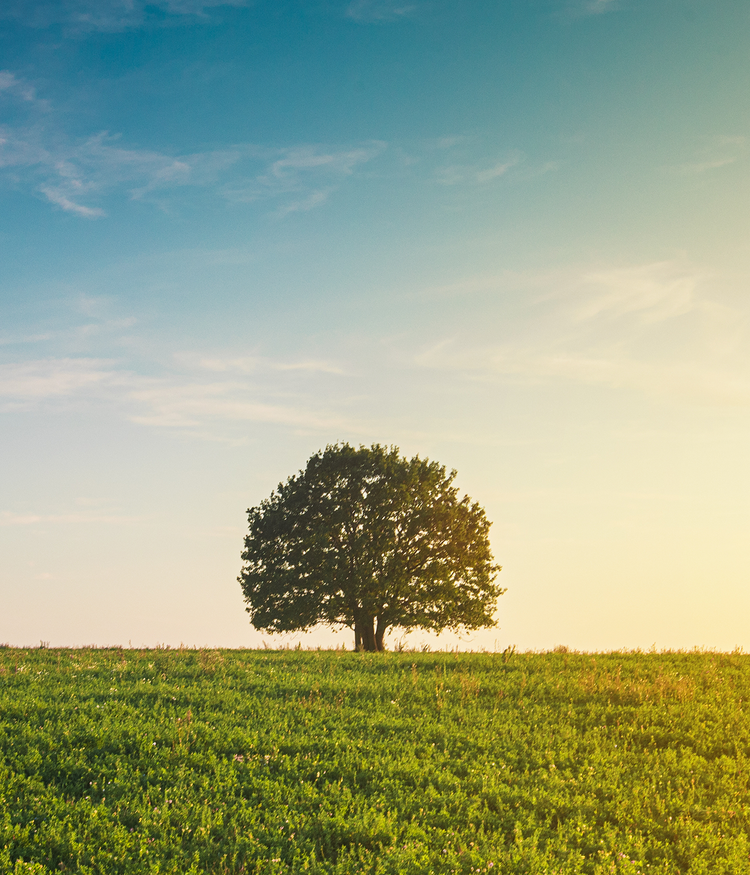 A lone tree in a lush field with a clear sky, evoking growth and tranquility.